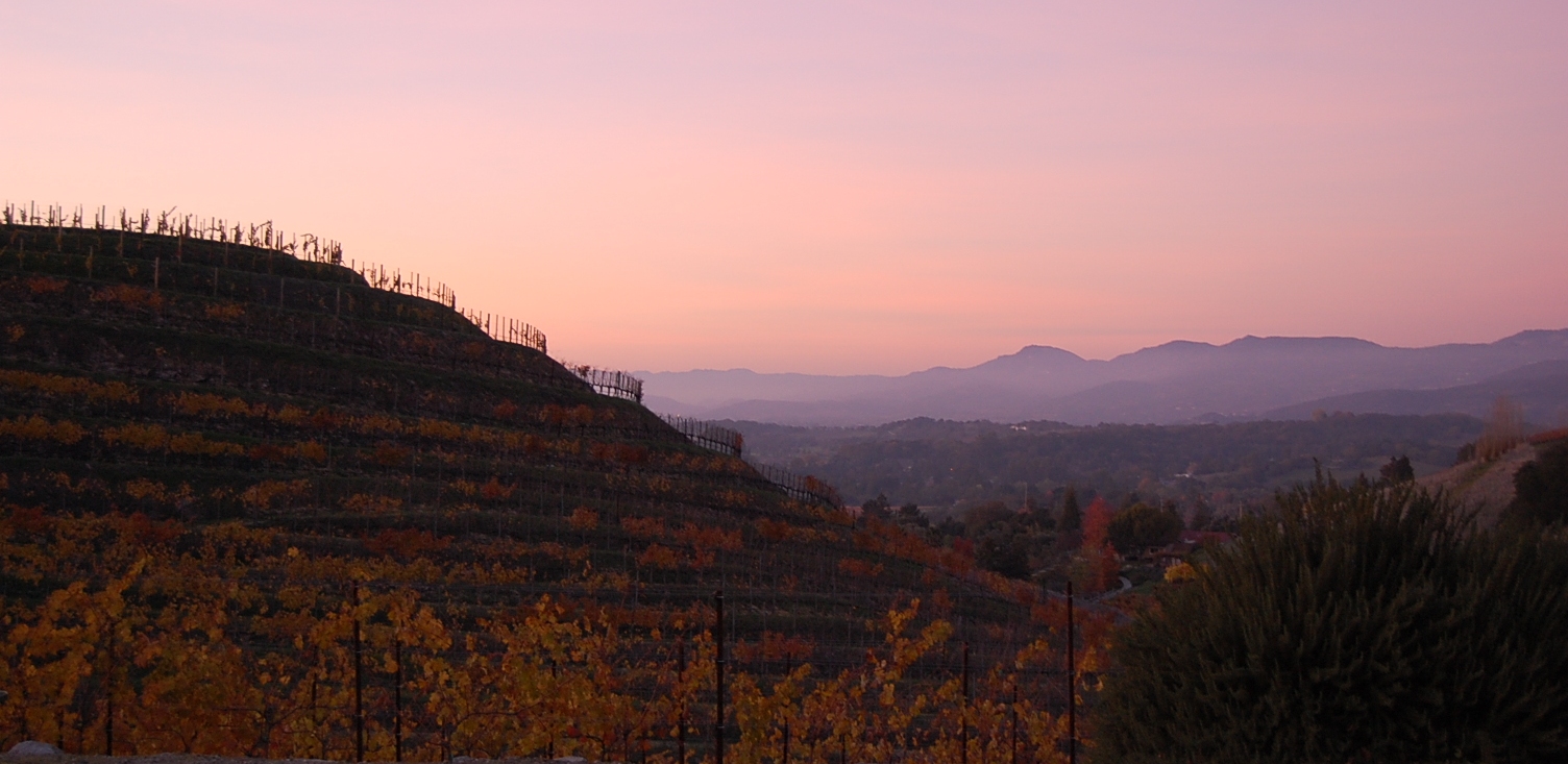 Sunset at the vineyard